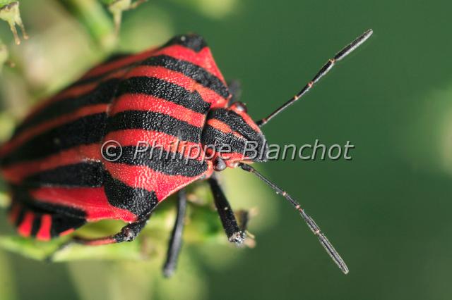 graphosoma italicum 04.JPG - Punaise arlequin, Scutellère rayée, Pentatome rayé, Graphosome italien (portrait)Graphosoma italicum (Müller)Shield BugHemiptera, PentatomidaeFrance
